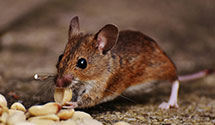 24 Hour & Emergency Exterminators in Park City, UT